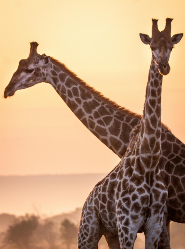 Giraffes in the Wild - Tanzania