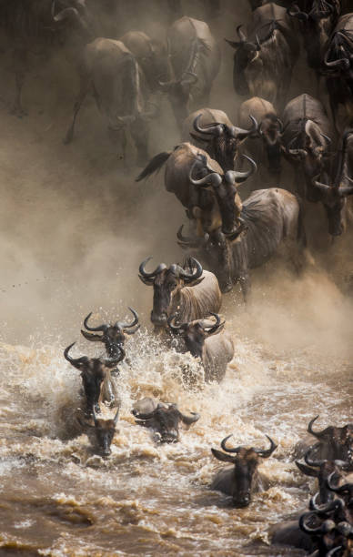 Wildebeest migration in Serengeti