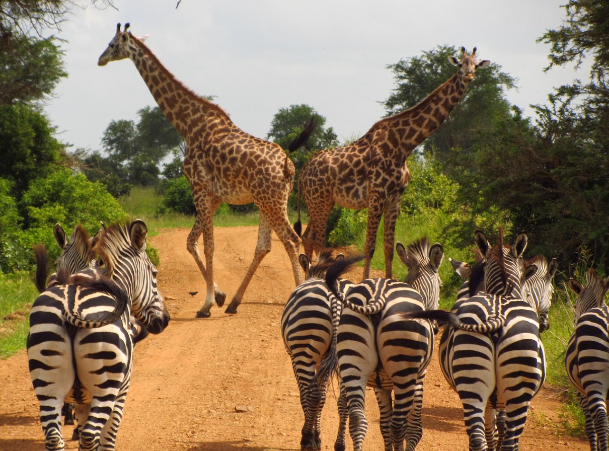 Mikumi National Park
