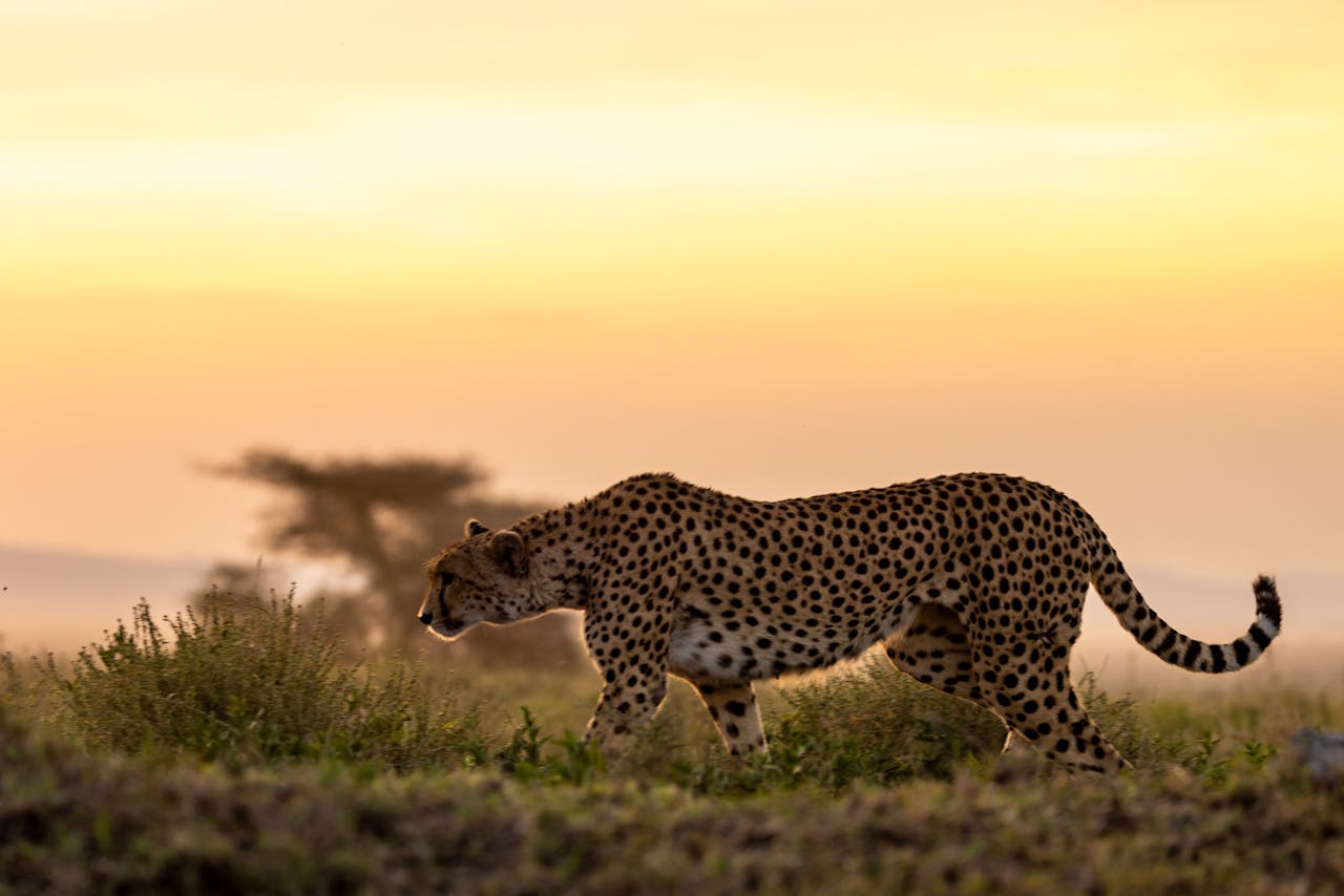 Ruaha National Park