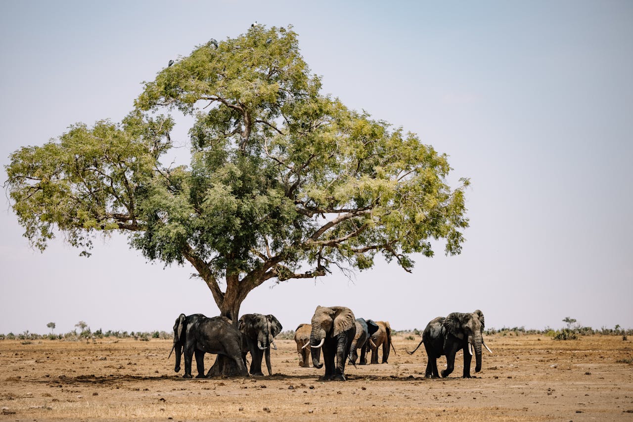 Selous Game Reserve