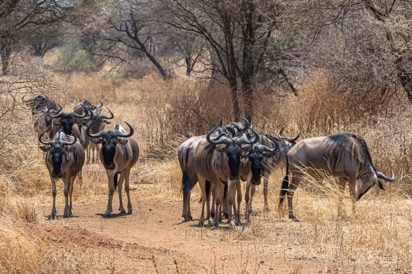 The Great Migration in Serengeti